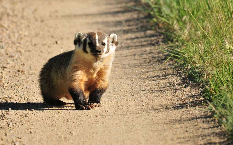 An American Badger: not like ours at all