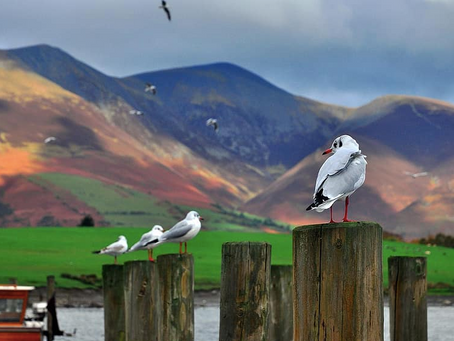 What are the RSPB doing to protect endangered birds from gulls?