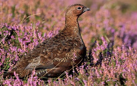 Have we had enough of experts?