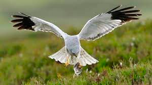 Raptor persecution falls to lowest level in a decade as hen harrier numbers soar across the uplands