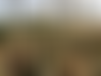 Why tree planting touted as a panacea for global warming is in fact the opposite