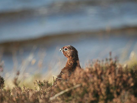 C4PMC: Grouse shooting and the Covid exemption