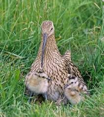 Have the charity conservation sector given up on waders?