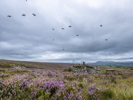Grouse moor management offers ‘most sustainable option' in meeting 30 x 30 target, says new report
