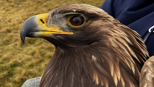 Why are the RSPB so quiet? The latest eagle's death that doesn't fit the charity's narrative