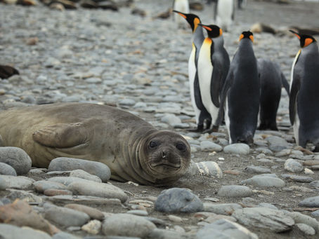 Chris Packham's gas guzzling holidays