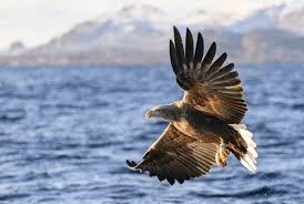 No Body, No Tag, No Evidence: The RSPB's Verdict on Missing White Tailed Eagle