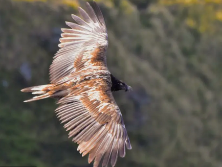 Are gamekeepers right to believe that the RSPB has been using hate speech against them?