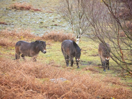 When The Ponies Are Useful: The RSPB's Curious Silence On Dartmoor