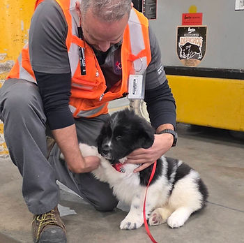 Transport de chiot Terre-Neuve avec attention et douceur