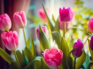 Guia das Tulipas vol. 1