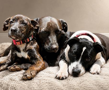 3 dogs laying on a blanket