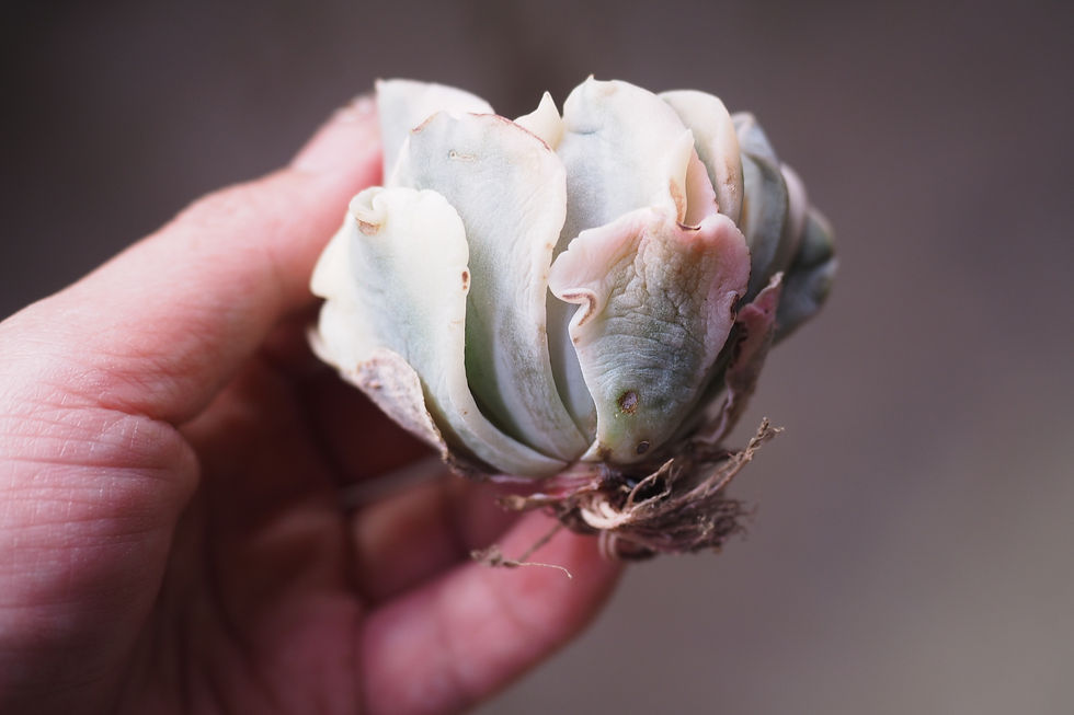 Thumbnail: Echeveria Liberia Variegata