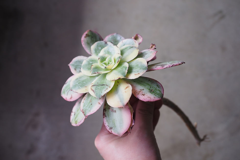 Thumbnail: Aeonium Brilliant