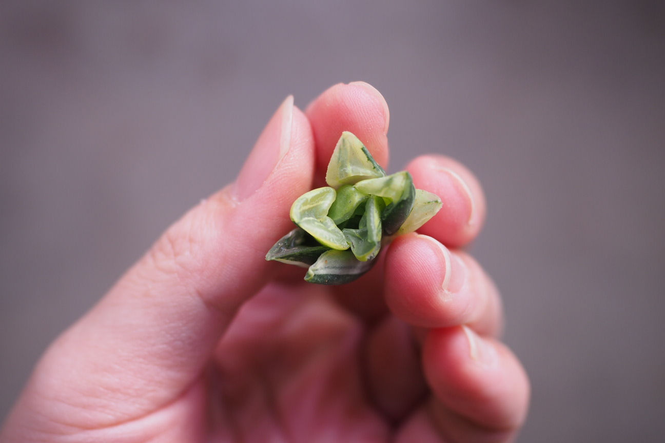 Haworthia Moggica Variegata