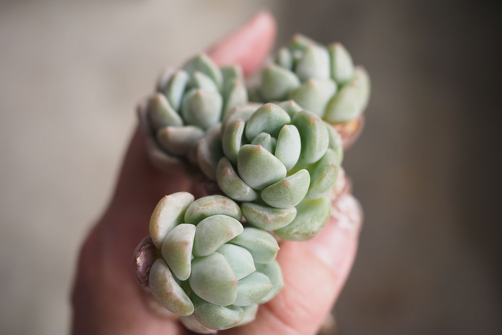 Thumbnail: Echeveria Bubble Gum Cluster (Old Tree)