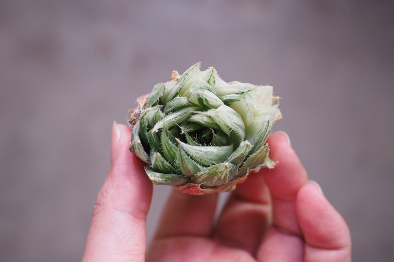 Haworthia Bolusii Baker