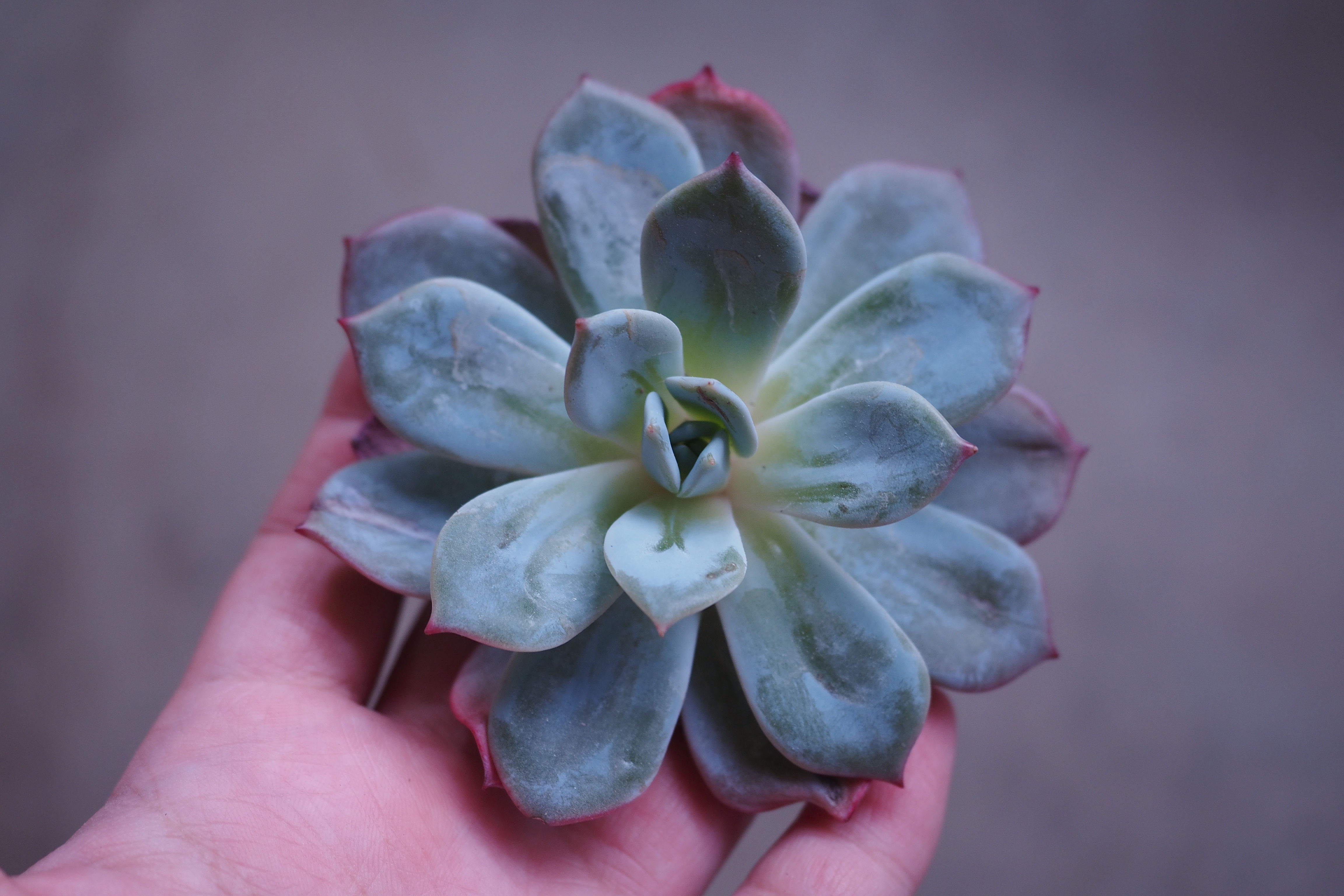 Echeveria Tony