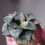 Thumbnail: Haworthia Atrofusca Variegata 2