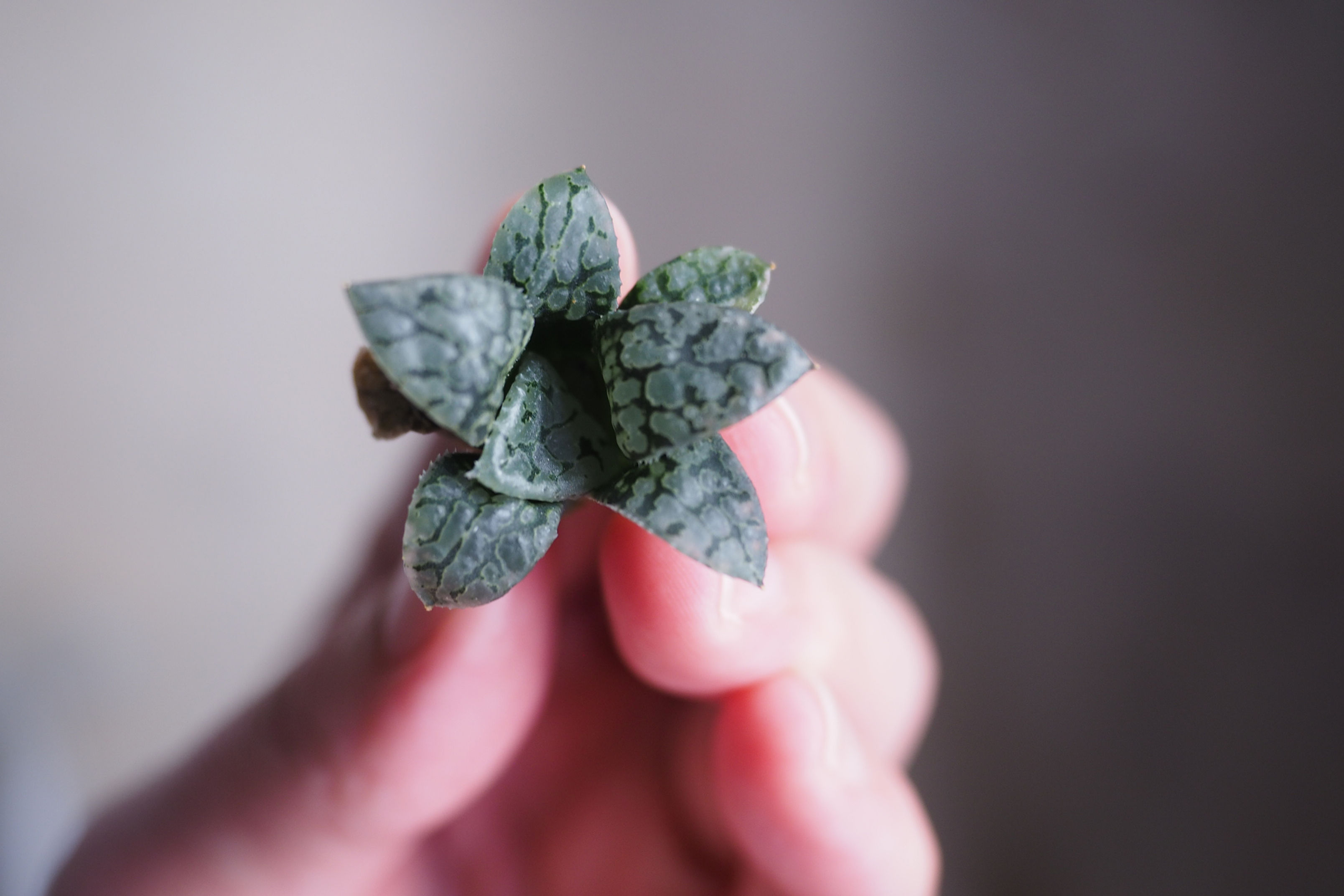 Haworthia Queen Marilyn