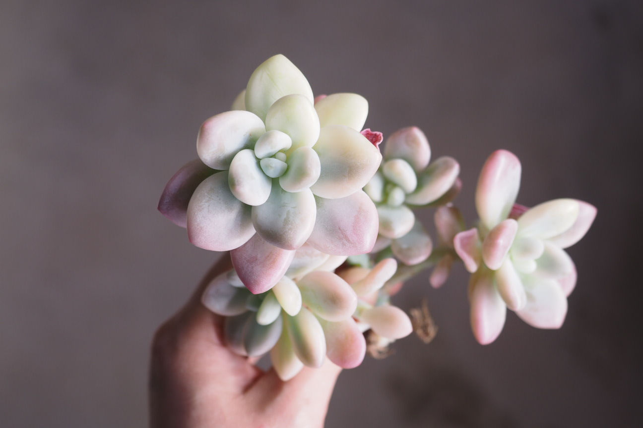 Graptopetalum Miul Variegata