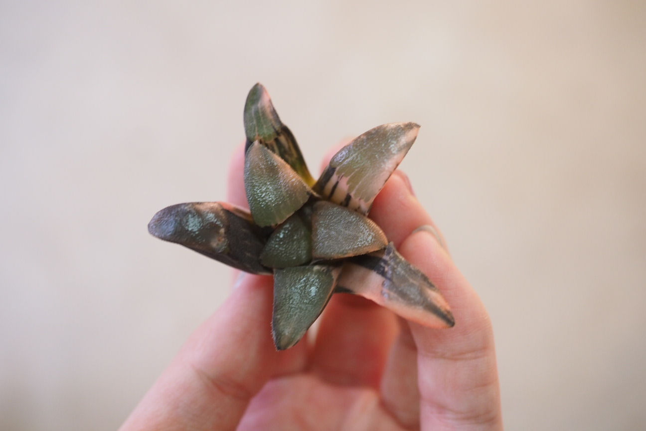 丘比特克锦