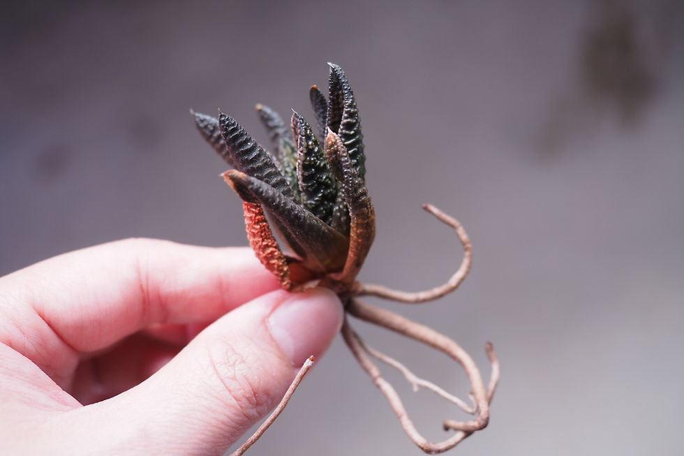 Thumbnail: Haworthia cv. Marble Queen 大理石女王