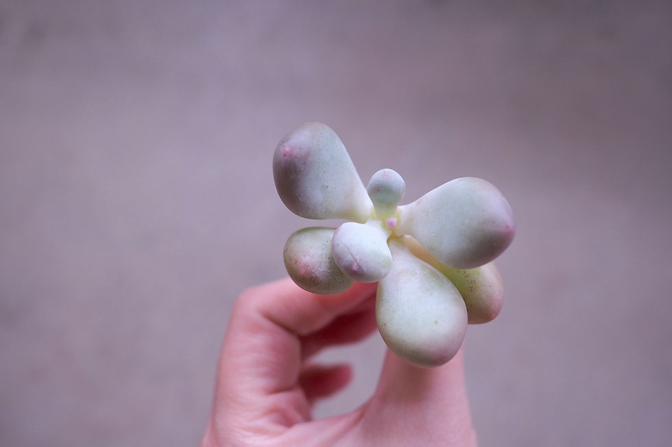 Pachyphytum Blue Haze