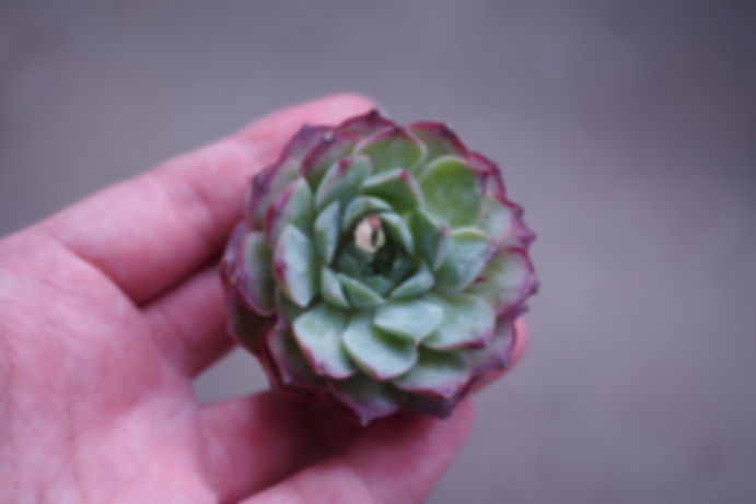 Echeveria Charlesrose