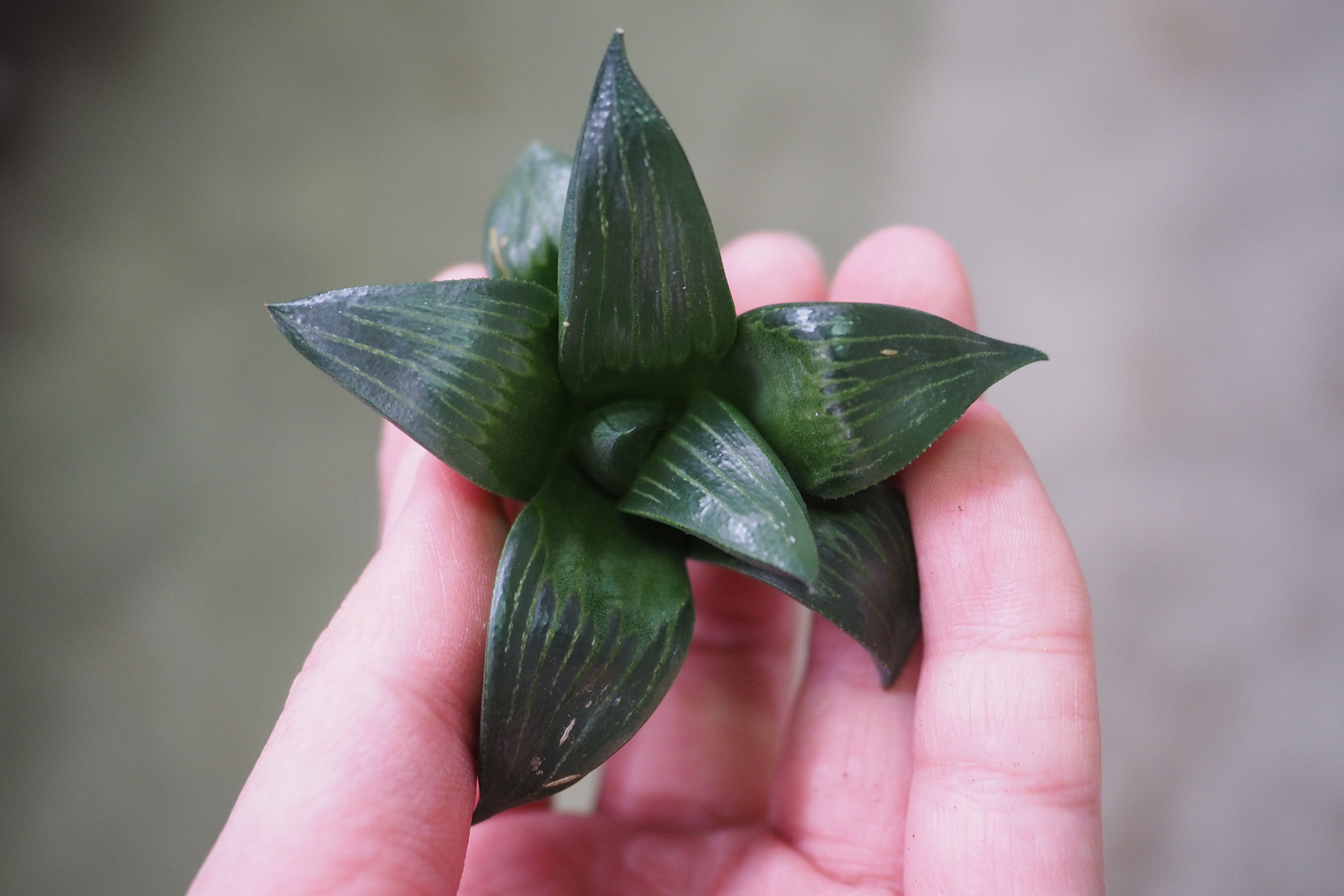 Haworthia Xishan Magnifica