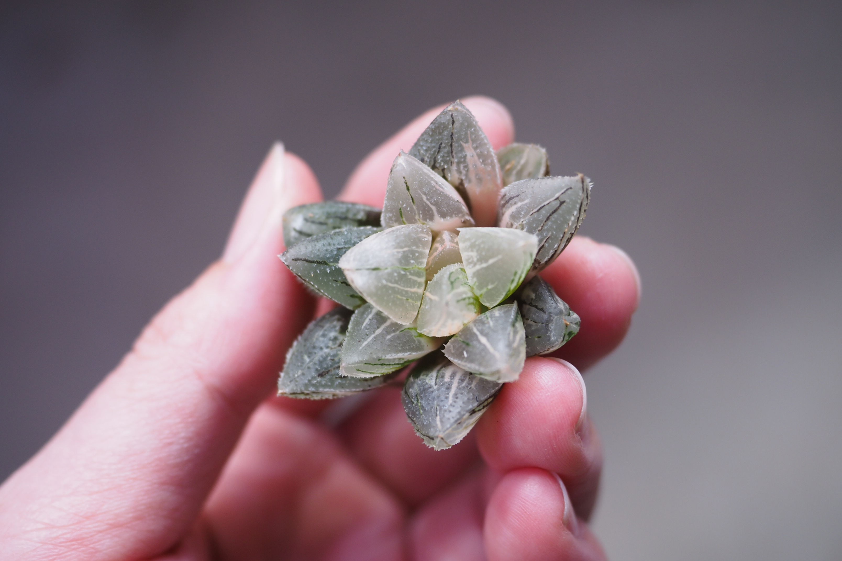 Haworthia Pygmaea Ice Sugar Variegata 冰沙糖寿锦