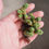 Thumbnail: Crassula Columnella