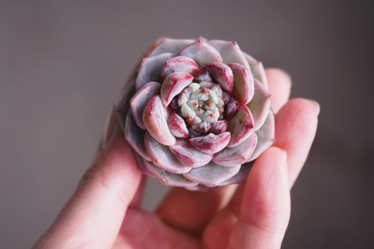 Echeveria Sugar Heart Velvet
