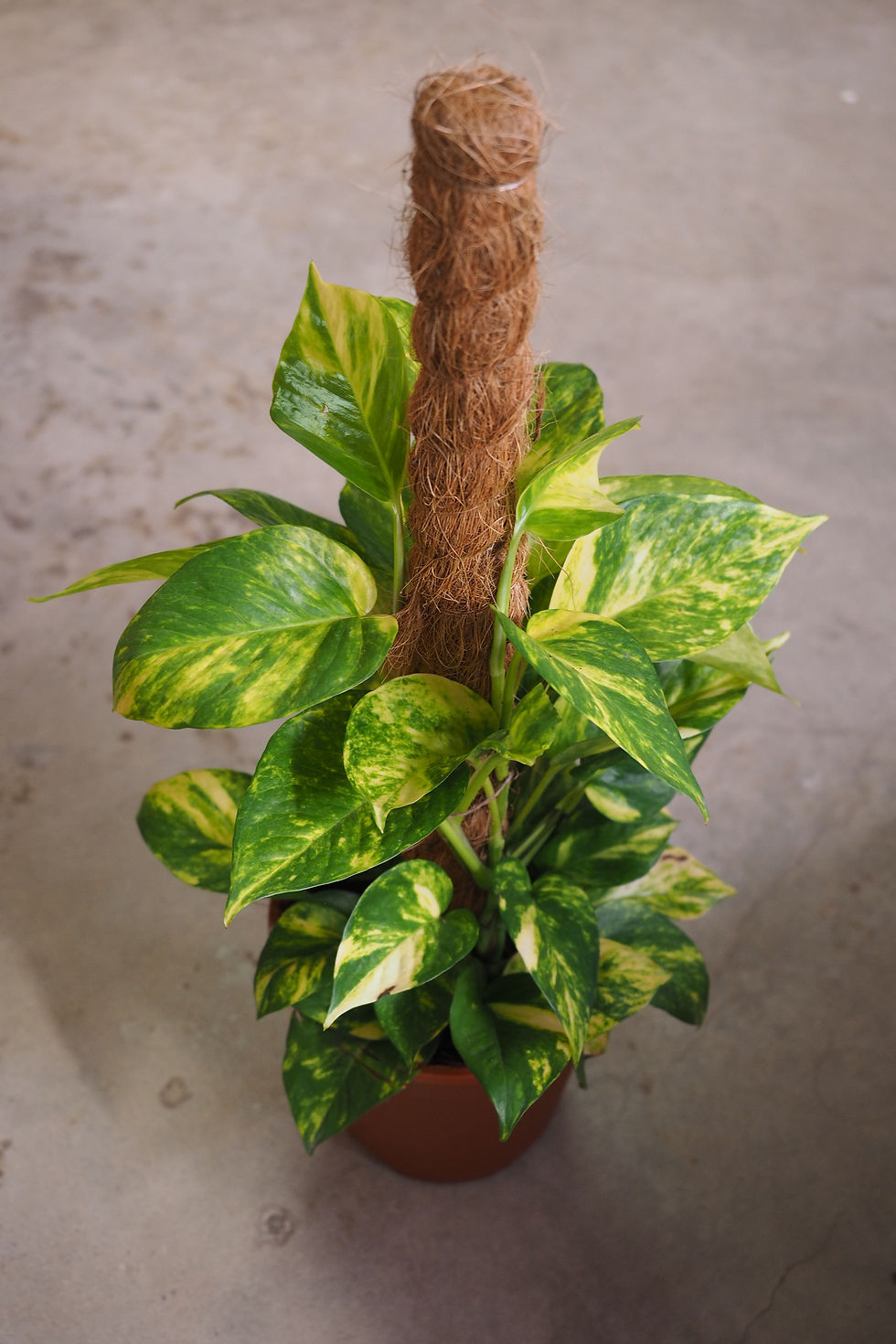 Thumbnail: Scindapsus Aureus (Money Plant 'Neon Queen')