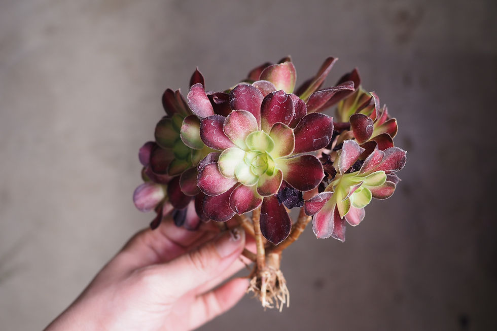 Thumbnail: Aeonium Shaohua