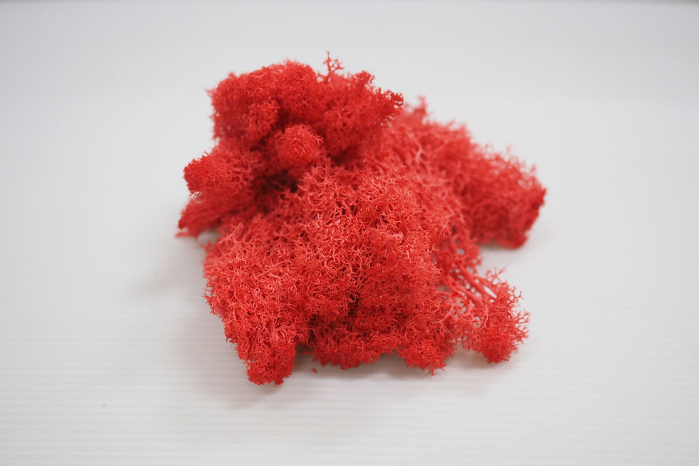 Thumbnail: Preserved Reindeer Moss