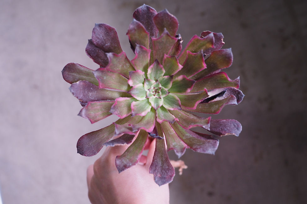 Aeonium Fireworks