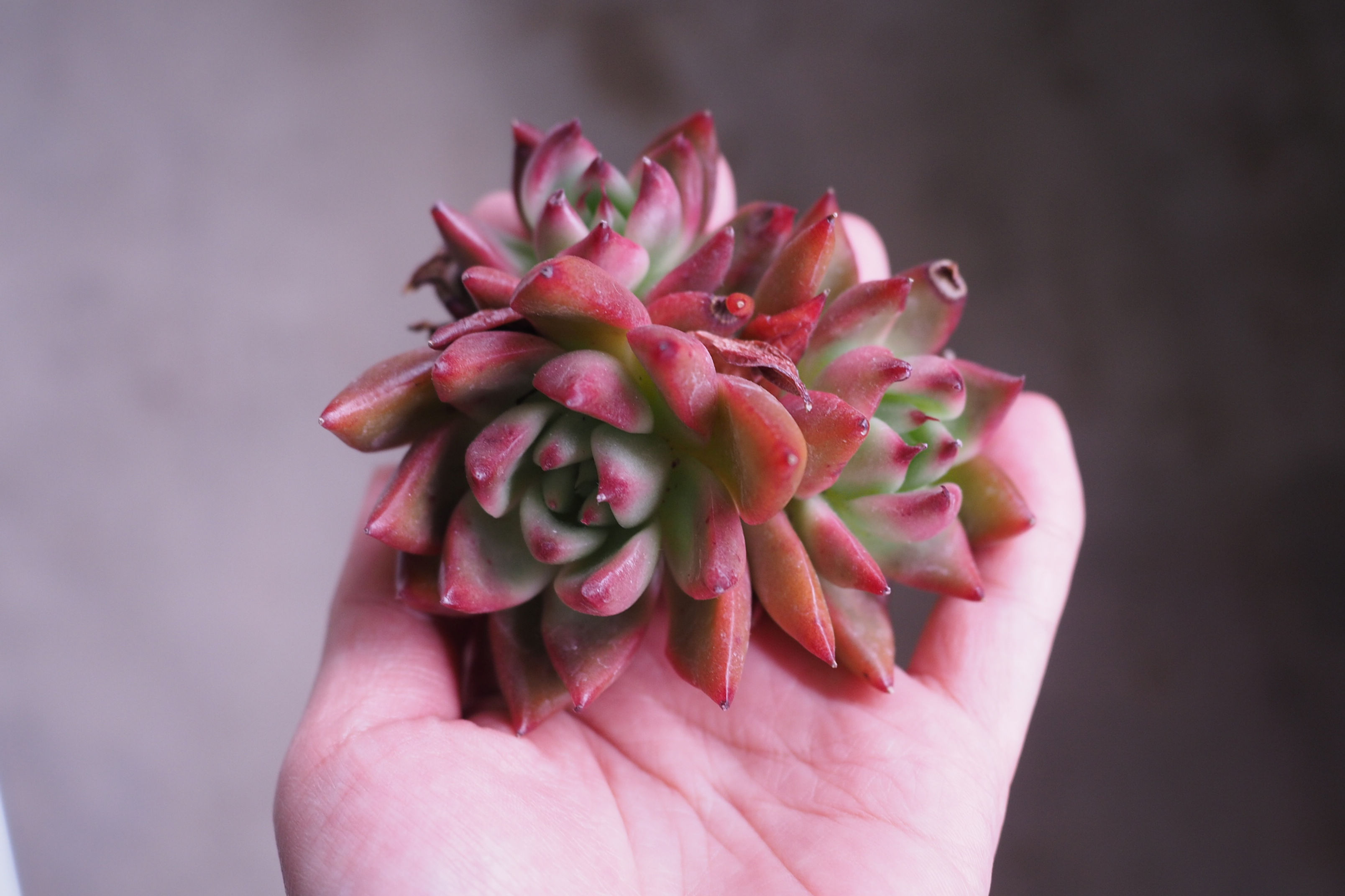 Echeveria Agavoides Frank Reinelt
