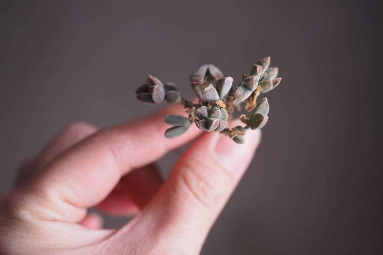 Dicrocaulon Silkworm Baby