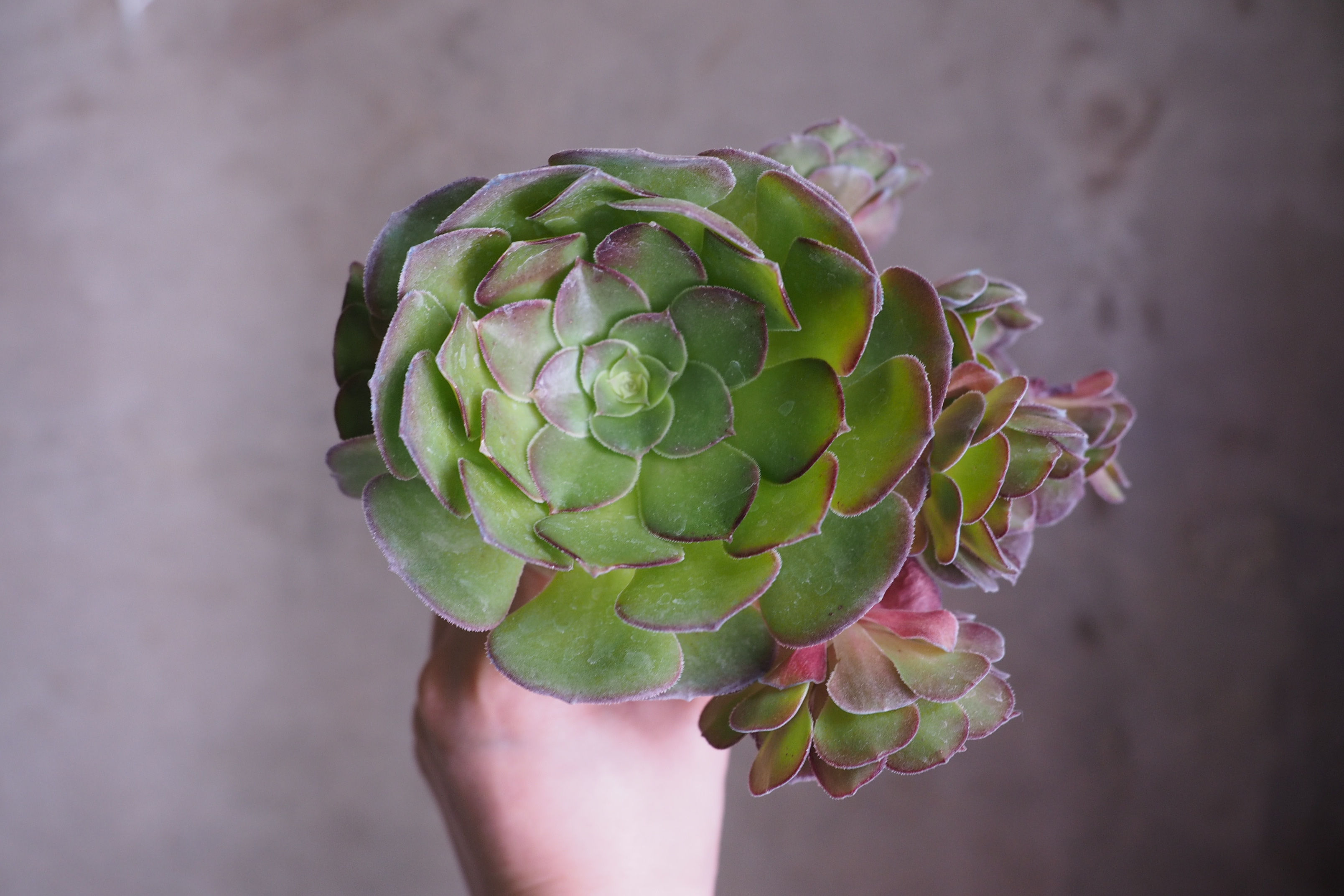 Aeonium Dutch Round Leaf 1