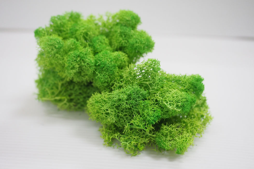 Thumbnail: Preserved Reindeer Moss