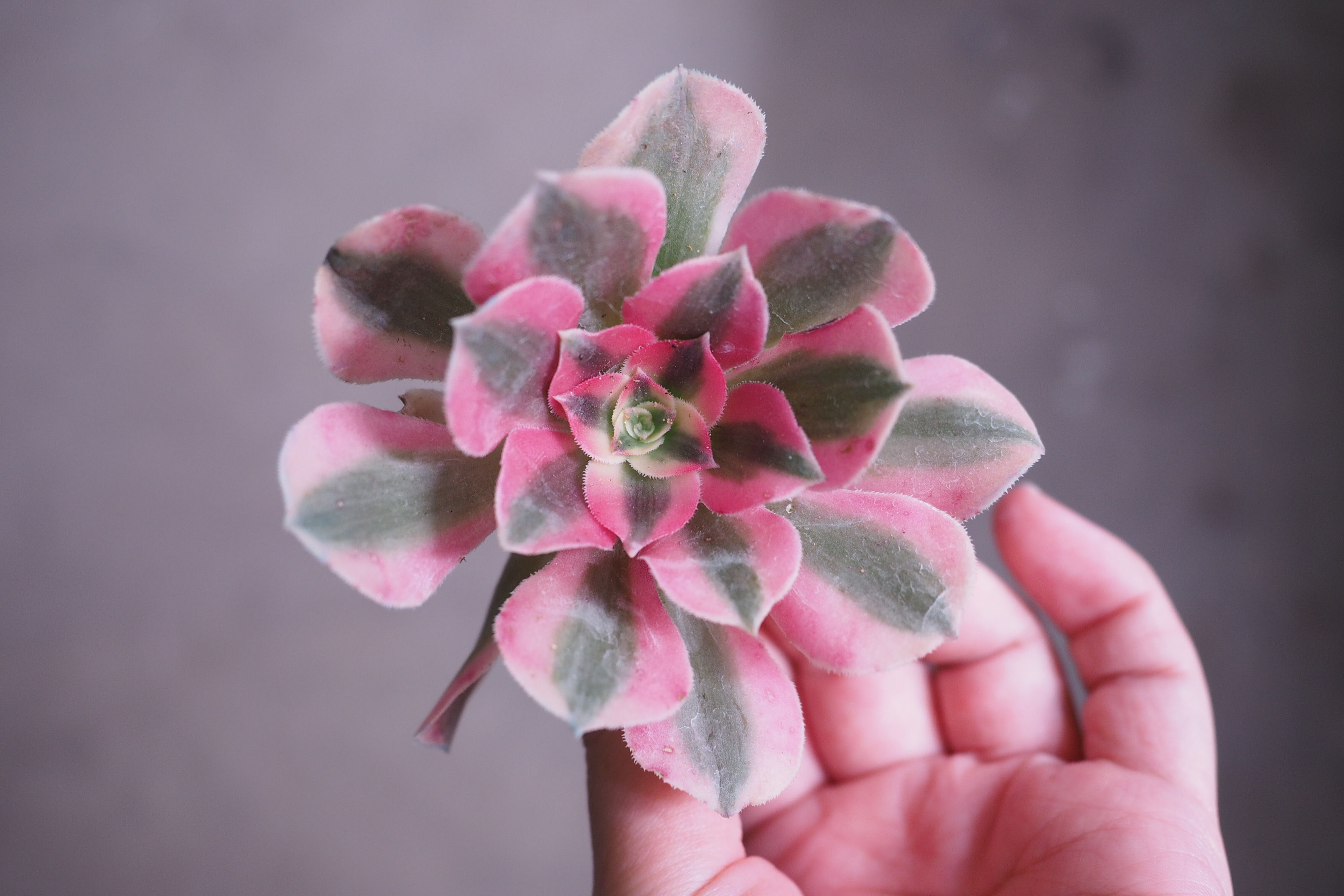 Aeonium Pink Witch Variegata