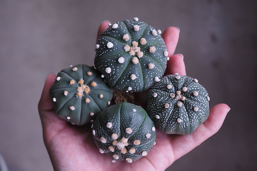 astrophytum cactus Astrophytum asterias
