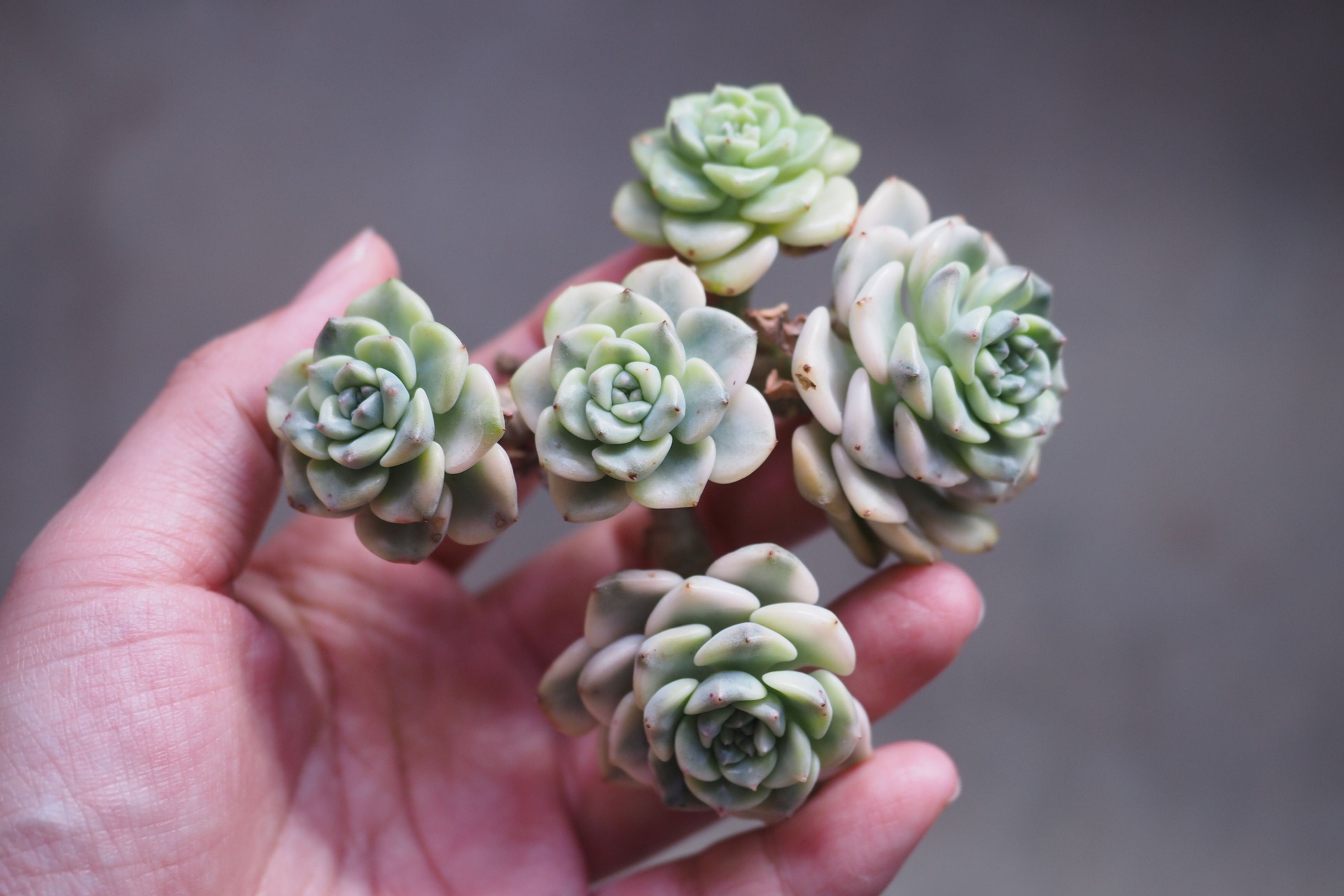 Echeveria Little Bell Variegata