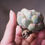 Thumbnail: Echeveria Blue Jasmine Variegata