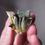 Thumbnail: Haworthia Circuit Board Variegata