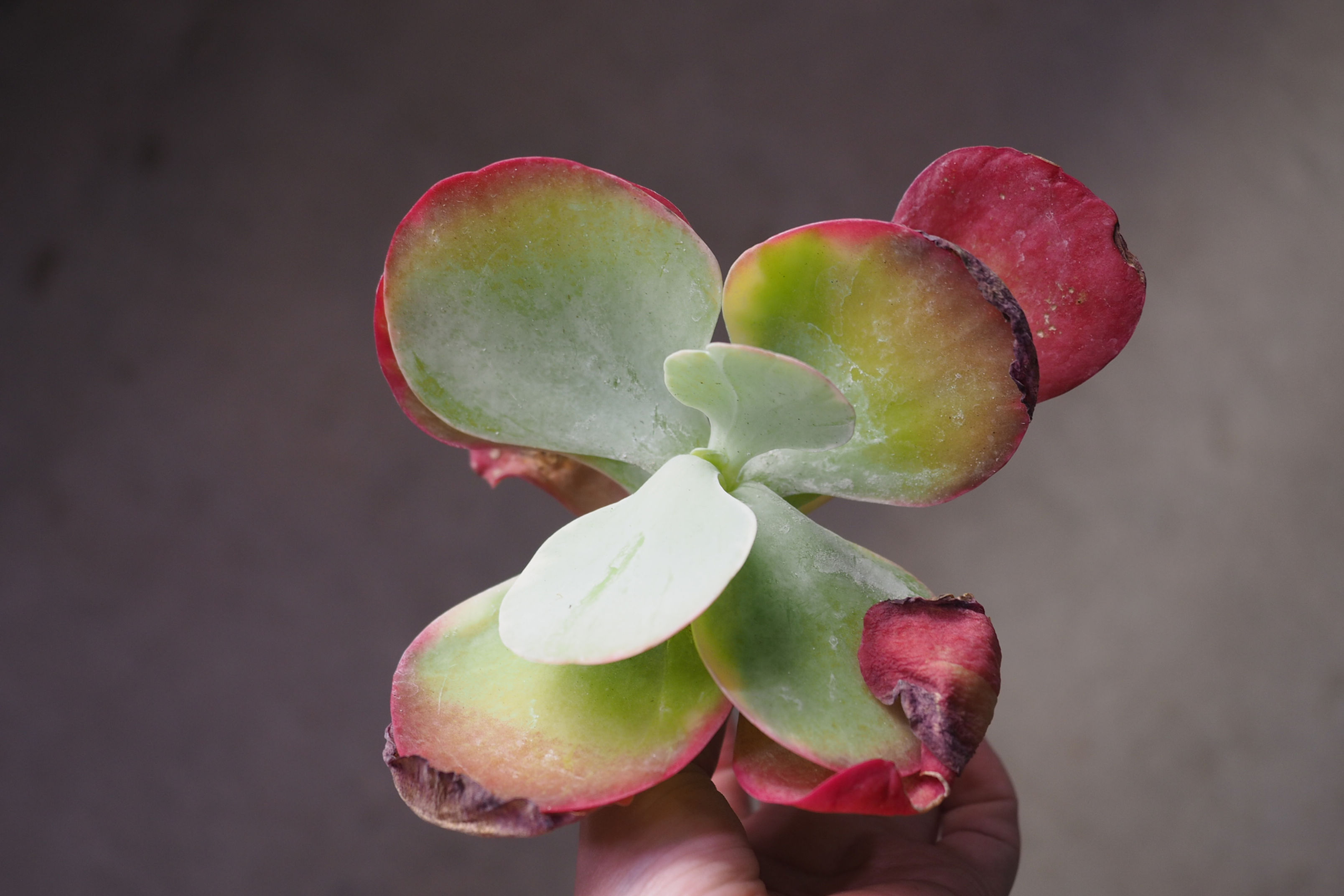 Kalanchoe Thyrsiflora Variegata