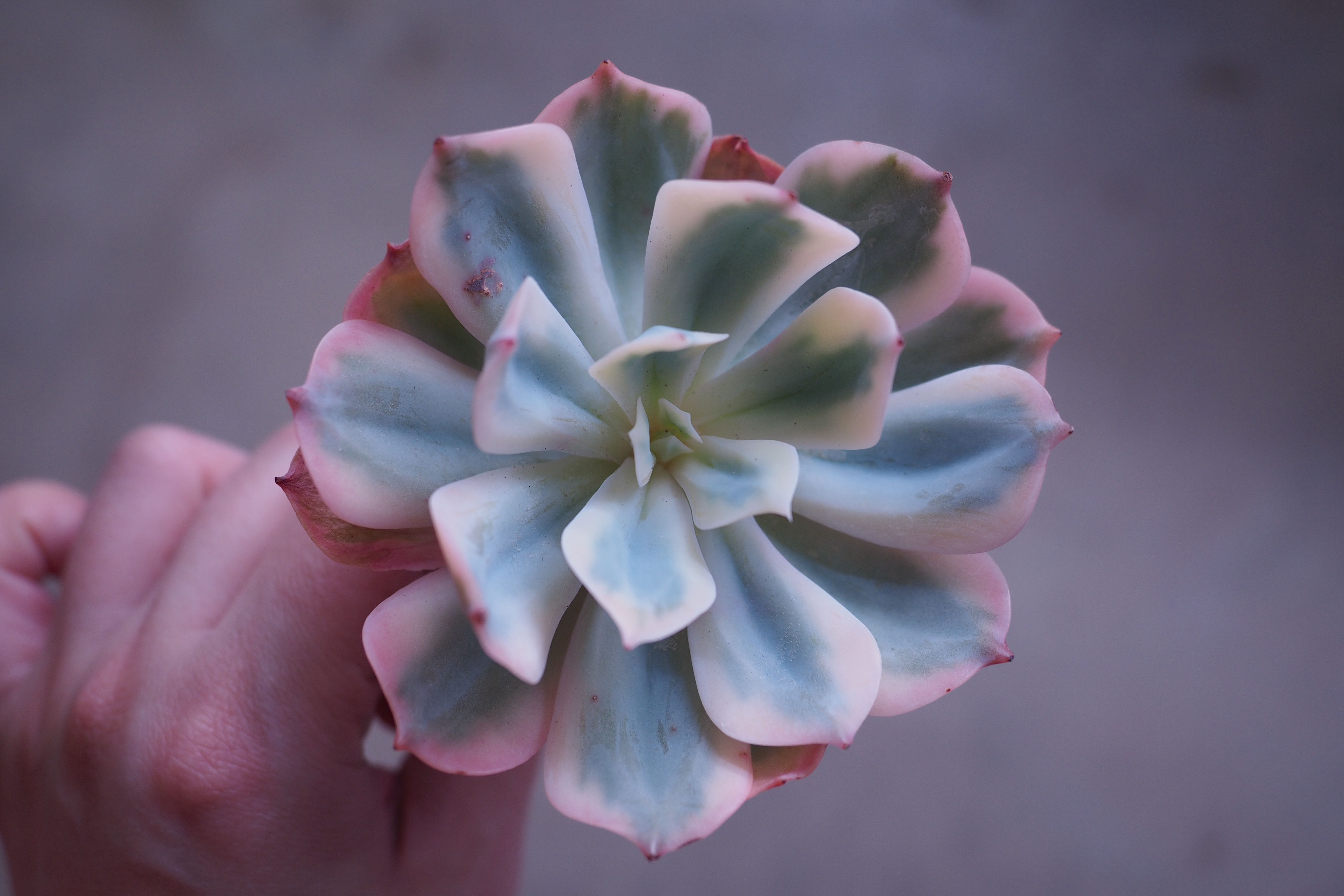 Echeveria Imbricata Variegata