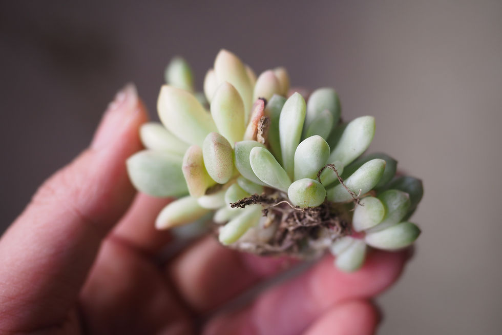 Thumbnail: Echeveria Red Egg Variegata