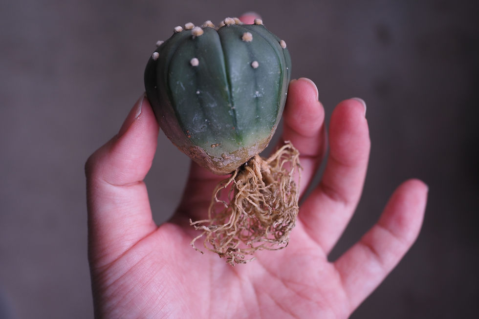 Thumbnail: Astrophytum Asterias (Assorted)